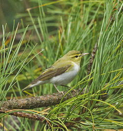 Wood Warbler photographed at Icart [ICA] on 28/9/2013. Photo: © Anthony Loaring