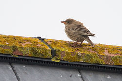 Rose-coloured Starling photographed at Claire Mare [CLA] on 1/10/2013. Photo: © Chris Bale