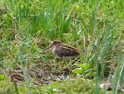 Jack Snipe photographed at Rue des Bergers [BER] on 5/10/2013. Photo: © Tracey Henry
