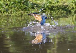Kingfisher photographed at Rue des Bergers [BER] on 8/10/2013. Photo: © Royston CarrÃ©