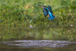 Kingfisher photographed at Rue des Bergers [BER] on 8/10/2013. Photo: © Mike Cunningham