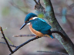 Kingfisher photographed at Rue des Bergers [BER] on 17/10/2013. Photo: © Mike Cunningham