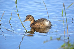 Little Grebe photographed at Rue des Bergers [BER] on 21/10/2013. Photo: © Mike Cunningham