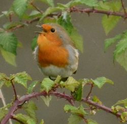 Robin photographed at Vale Pond [VAL] on 19/10/2013. Photo: © Sue De Mouilpied