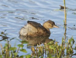 Little Grebe photographed at Rue des Bergers [BER] on 21/10/2013. Photo: © Royston CarrÃ©