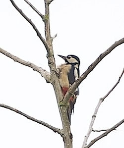 Great Spotted Woodpecker photographed at Rue des Bergers [BER] on 22/10/2013. Photo: © Royston CarrÃ©
