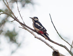 Great Spotted Woodpecker photographed at Rue des Bergers [BER] on 22/10/2013. Photo: © Mike Cunningham