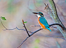 Kingfisher photographed at Rue des Bergers [BER] on 23/10/2013. Photo: © Mike Cunningham