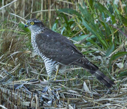 Sparrowhawk photographed at Claire Mare on 23/10/2013. Photo: © Anthony Loaring
