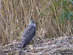 Sparrowhawk photographed at Claire Mare [CLA] on 31/10/2013. Photo: © Royston CarrÃ©