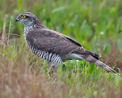 Sparrowhawk photographed at Claire Mare [CLA] on 31/10/2013. Photo: © Mike Cunningham