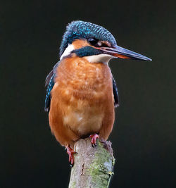 Kingfisher photographed at Rue des Bergers [BER] on 2/11/2013. Photo: © Mike Cunningham