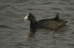 Coot photographed at Claire Mare [CLA] on 2/11/2013. Photo: © Karen Jehan