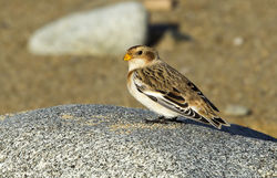 Snow Bunting photographed at Rousse [ROU] on 4/11/2013. Photo: © Anthony Loaring