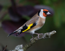 Goldfinch photographed at St Peter Port [SPP] on 5/11/2013. Photo: © Mike Cunningham