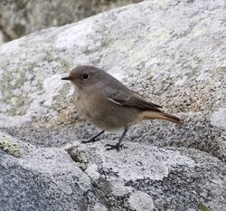 Black Redstart photographed at Fort Doyle on 6/11/2013. Photo: © Cindy  Carre