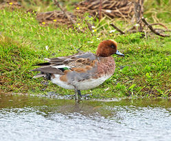 Wigeon photographed at Claire Mare [CLA] on 6/11/2013. Photo: © Mike Cunningham