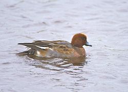 Wigeon photographed at Claire Mare [CLA] on 6/11/2013. Photo: © Royston CarrÃ©
