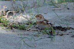 Snow Bunting photographed at Richmond [RIC] on 9/11/2013. Photo: © Mark Guppy