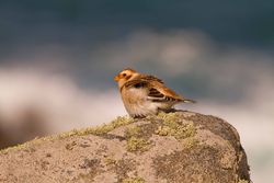 Snow Bunting photographed at Fort Doyle [DOY] on 10/11/2013. Photo: © Dan Scott