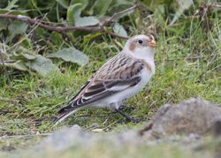Snow Bunting photographed at Fort Doyle [DOY] on 12/11/2013. Photo: © Cindy  Carre