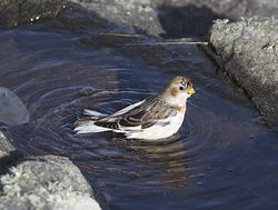 Snow Bunting photographed at Fort Doyle [DOY] on 13/11/2013. Photo: © Royston CarrÃ©