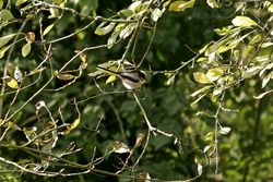 Long-tailed Tit photographed at Talbot Valley [TAL] on 15/11/2013. Photo: © Jay Friend