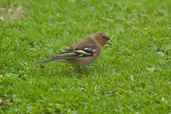 Chaffinch photographed at St Martin (Parish) on 16/11/2013. Photo: © Jay Friend