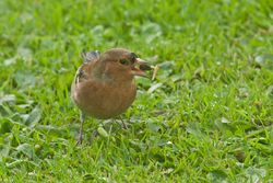 Chaffinch photographed at St Martin (Parish) on 16/11/2013. Photo: © Jay Friend