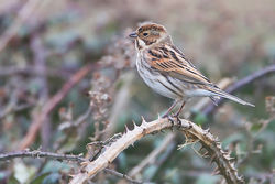 Reed Bunting photographed at Pleinmont [PLE] on 17/11/2013. Photo: © Chris Bale