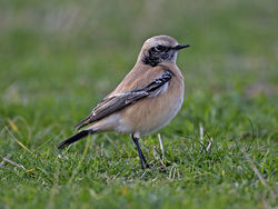 Desert Wheatear photographed at L'Ancresse [LAN] on 19/11/2013. Photo: © Mike Cunningham