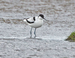 Avocet photographed at Colin Best NR [CNR] on 21/11/2013. Photo: © Mike Cunningham