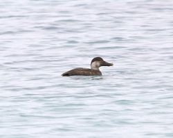 Common Scoter photographed at Grandes Rocques [GRO] on 2/12/2013. Photo: © Cindy  Carre