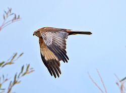 Marsh Harrier photographed at Rue des Bergers [BER] on 10/12/2013. Photo: © Mike Cunningham
