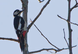 Great Spotted Woodpecker. Photo: © Dan Scott