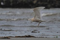Glaucous Gull photographed at Grandes Havres [GHA] on 2/1/2014. Photo: © Dave Andrews