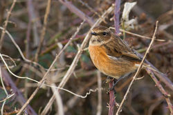 Stonechat photographed at Port Soif [SOI] on 3/1/2014. Photo: © Rod Ferbrache