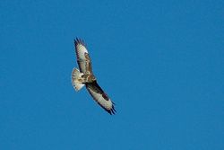 Buzzard photographed at Mt. Herault [MHE] on 14/1/2014. Photo: © Jay Friend