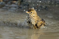 Meadow Pipit photographed at Rousse [ROU] on 14/1/2014. Photo: © Simon Murfitt