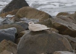 Iceland Gull photographed at Jaonneuse [JAO] on 22/1/2014. Photo: © Cindy  Carre