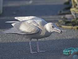 Glaucous Gull photographed at St Peter Port [SPP] on 22/1/2014. Photo: © Mike Cunningham