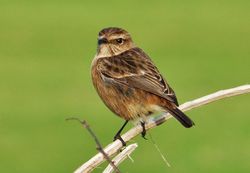Stonechat photographed at Colin Best NR [CNR] on 22/1/2014. Photo: © Tracey Henry