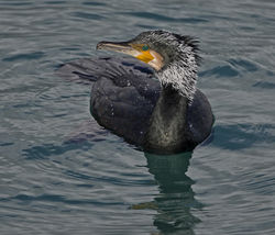 Cormorant photographed at St Peter Port [SPP] on 22/1/2014. Photo: © Mike Cunningham