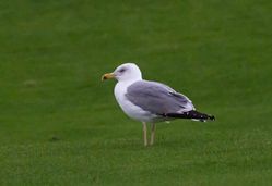 Yellow-legged Gull photographed at Pembroke [PEM] on 28/1/2014. Photo: © Vic Froome