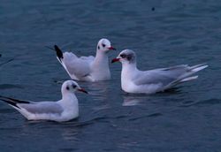 Mediterranean Gull photographed at Cobo [COB] on 30/1/2014. Photo: © Vic Froome