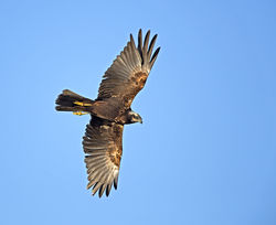 Marsh Harrier photographed at Rue des Bergers [BER] on 7/2/2014. Photo: © Mike Cunningham