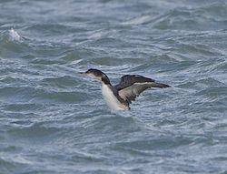 Great Northern Diver photographed at Rousse [ROU] on 10/2/2014. Photo: © Royston CarrÃ©