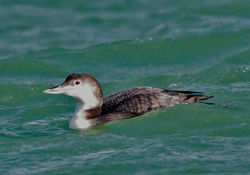 Great Northern Diver photographed at Rousse [ROU] on 10/2/2014. Photo: © Mike Cunningham