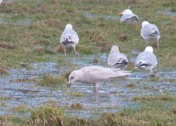 Iceland Gull photographed at Chouet Refuse Tip [CH2] on 15/2/2014. Photo: © Kevin Childs