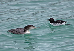 Great Northern Diver photographed at Town Harbour on 17/2/2014. Photo: © Mike Cunningham